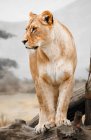 Löwin steht auf Baumstämmen in Afrika — Stockfoto