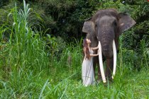 Mujer con un elefante, Tegallalang, Bali, Indonesia - foto de stock