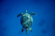 Vue aérienne d'une tortue nageant dans l'océan — Photo de stock