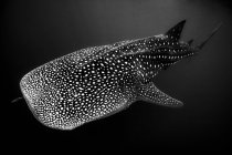Portrait of a whale shark, Exmouth, Western Australia, Australia — Stock Photo