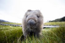 Vue gros plan de mignonne Wombat, Tasmanie, Australie — Photo de stock