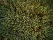 Gros plan sur la forêt, Gougane Barra National Forest Park, comté de Cork, Irlande — Photo de stock