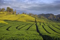 Vista panorâmica da plantação de chá, Ciwidey, Bandung, Java Ocidental, Indonésia — Fotografia de Stock