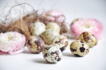 Quail eggs in a bird's nest with ranunculi  flowers — Stock Photo