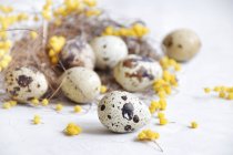Перепелиные яйца в птичьем гнезде с желтыми цветами мимозы — стоковое фото