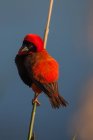 Південний червоний єпископ птах сидить на гілці проти синього неба — стокове фото