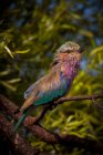 Uccello rullo petto lilla su ramo, sullo sfondo sfocato — Foto stock