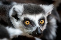 Porträt eines beringten Lemurs — Stockfoto