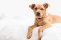 Labrador terrier mix Puppy dog  lying on bed — Stock Photo