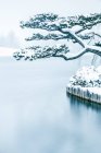 Arbre couvert de neige dans le jardin japonais, Chicago Botanic Gardens, Illinois, Amérique, USA — Photo de stock