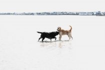 Dos perros jugando juntos en la playa - foto de stock