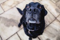 Schwarzer Labrador mit Blick nach oben, Blickwinkel hoch — Stockfoto