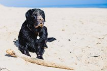 Black Labrador cão sentado na praia com um pau — Fotografia de Stock