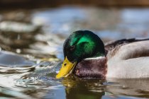 Closeup view of Duck drinking water in river — Stock Photo