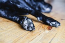Black labrador dog sleeping, closeup focus on paws — Stock Photo
