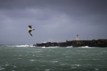 Bird flying near lighthouse, Isla de las Palomas, Tarifa, Cadiz, Andalucia, Spain — Stock Photo