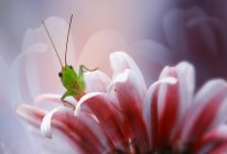 Vista de primer plano de Grasshopper sobre una flor, fondo borroso - foto de stock