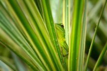 Lizard hiding in a pant, closeup view, selective focus — Stock Photo