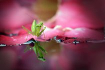 Gottesanbeterin auf einer Seerose, Nahaufnahme — Stockfoto