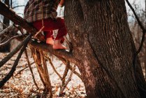 Rapaz a subir uma árvore — Fotografia de Stock