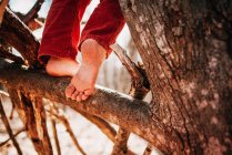 Мальчик залезает на дерево босиком — стоковое фото