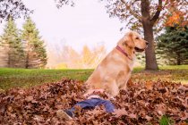 Junge liegt mit Golden-Retriever-Hund im Herbstlaub — Stockfoto