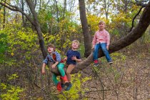 Три мальчика сидят на дереве — стоковое фото