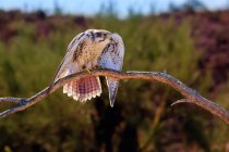 Peregrine Falcon готов к взлету, Национальный парк Сагуаро, Тусон, Аризона, Америка, США — стоковое фото
