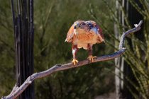 Красный хвост Ястреб на филиал, Национальный парк Сагуаро, Тусон, штат Аризона, Америка, США — стоковое фото