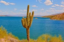 Saguaro cactus by Theodore Roosevelt Lake, Arizona, America, USA — Stock Photo