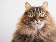 Retrato de un gato angora - foto de stock