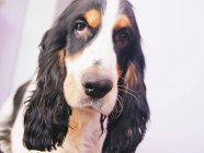 Retrato de un perro cocker spaniel - foto de stock