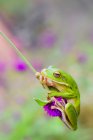 White-lipped tree frog, closeup view — Stock Photo