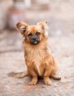 Retrato de un perro callejero, fondo borroso - foto de stock
