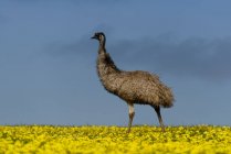 Emu in campo di colza contro il cielo blu — Foto stock