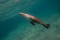 Seelöwe schwimmt im Ozean, Port Lincoln, Südaustralien, Australien — Stockfoto