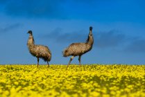 Zwei Emus stehen in einem Rapsfeld — Stockfoto