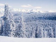 Snow covered landscape and evergreens, Vail, Colorado, America, USA — Stock Photo