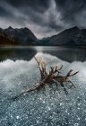 Bois flotté dans le lac kananaskis supérieur, Alberta, Canada — Photo de stock