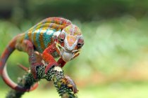 Panther Chameleon on branch, Indonesia — Stock Photo
