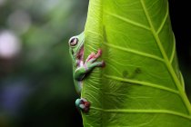 Глупая лягушка на листе, вид крупным планом — стоковое фото