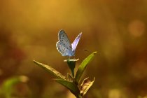 Mariposa en una flor, Indonesia - foto de stock