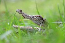 Крокодил, спрятанный в траве, Индонезия — стоковое фото