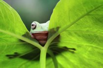 Dumpy frog looking over the edge of a leaf, closeup view — Stock Photo