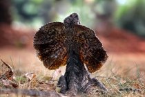 Злая ящерица с оборванной шеей крупным планом, избирательный фокус — стоковое фото