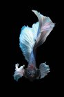 Primo piano vista di maestosi pesci betta su sfondo nero — Foto stock