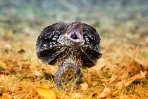 Angry frilled-neck lizard, closeup view, selective focus — Stock Photo