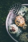 Ovos de codorna e penas em uma tigela, vista elevada — Fotografia de Stock