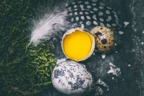 Перепелиное яйцо с перьями, скорлупой и желтком — стоковое фото