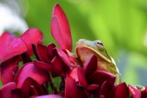 White-lipped frog on a flower, closeup view — Stock Photo